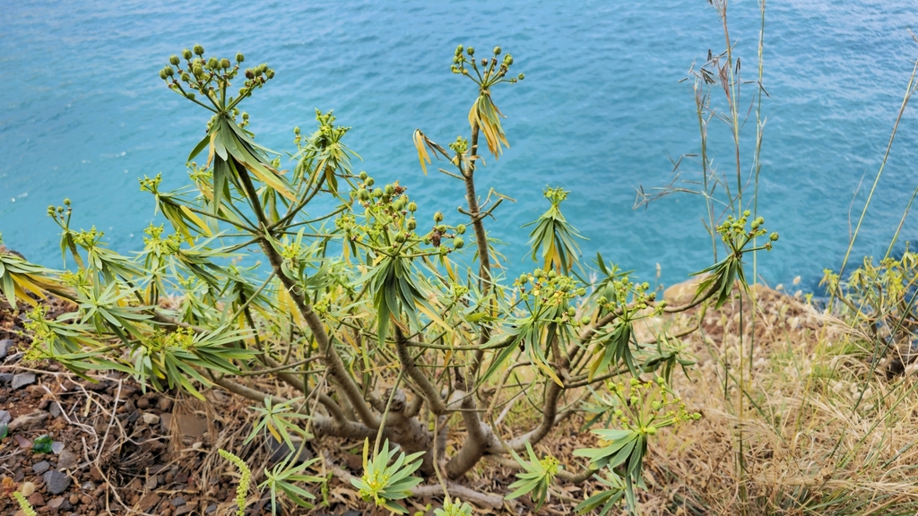 Euphorbia piscatoria; photograph (c) Mário de Pinto Balsemão, some rights reserved (CC BY)