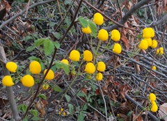 Calceolaria ascendens