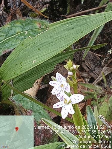 Epidendrum fimbriatum Kunth 3
