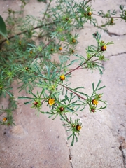 Dyssodia papposa