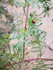 Dyssodia papposa