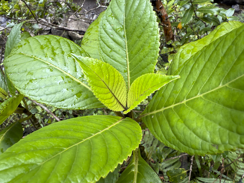 Cyrtandra confertiflora observed 2025-05-03