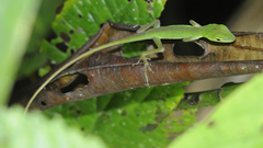 Anolis chloris