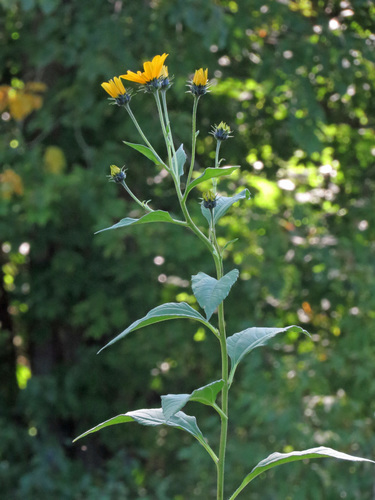 Bulvinė saulėgrąža nuotrauka