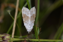 Meganola albula