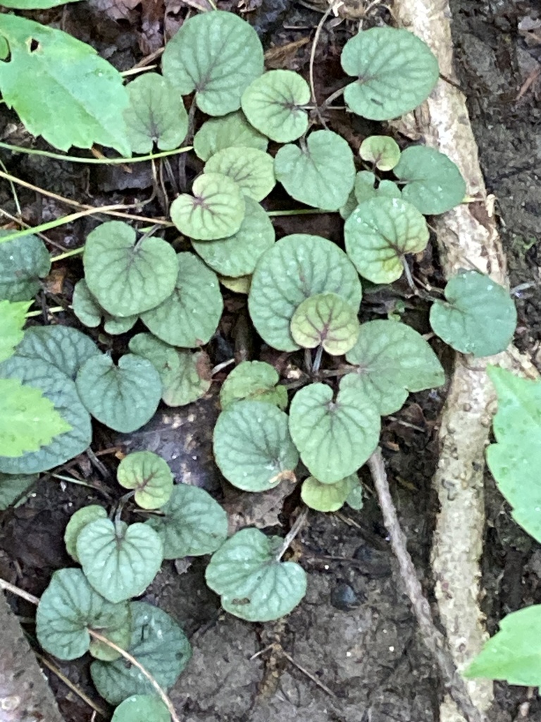 Prostrate Violet Prostrate blue violet from Van Cortlandt Park, New York, NY, US on June ...