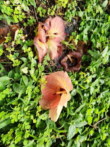 sea hibiscus photographed in Samoa