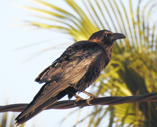 Brown-Necked Raven