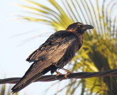 Brown-Necked Raven