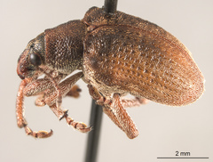 Gonipterus platensis