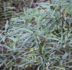 Pseudopanax crassifolius × lessonii