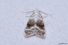 Meganola albula