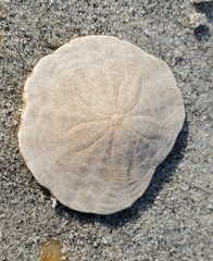 Echinarachnius parma