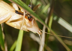 Neoconocephalus robustus