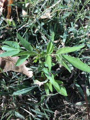 Ailanthus altissima
