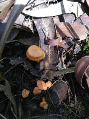 Cantharellus concinnus