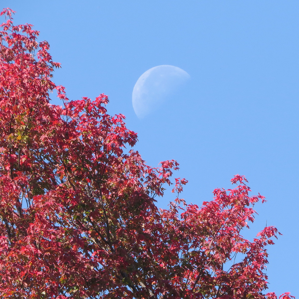 Red Maple Sapling