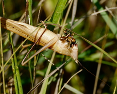 Neoconocephalus robustus