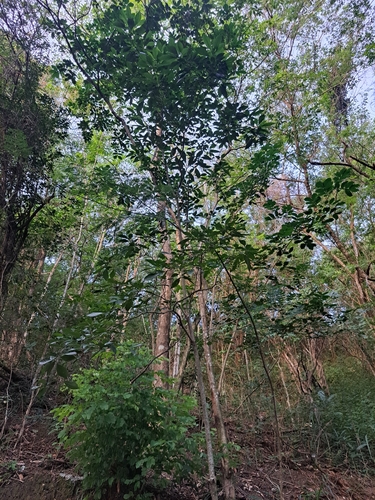 Athenaea fasciculata (Athenaea fasciculata)