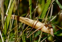 Neoconocephalus robustus