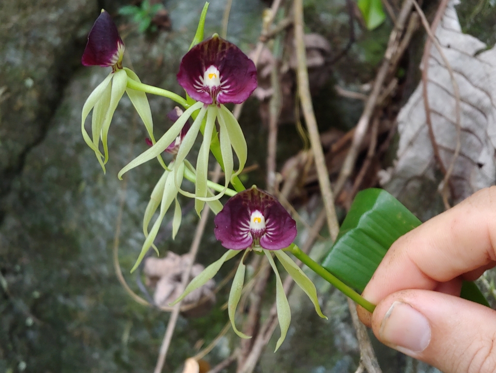 Prosthechea cochleata, Caín Alto, San Germán 00683, Puerto Rico