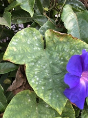 Pseudoidium ipomoeae