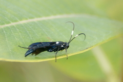 Cratichneumon sublatus