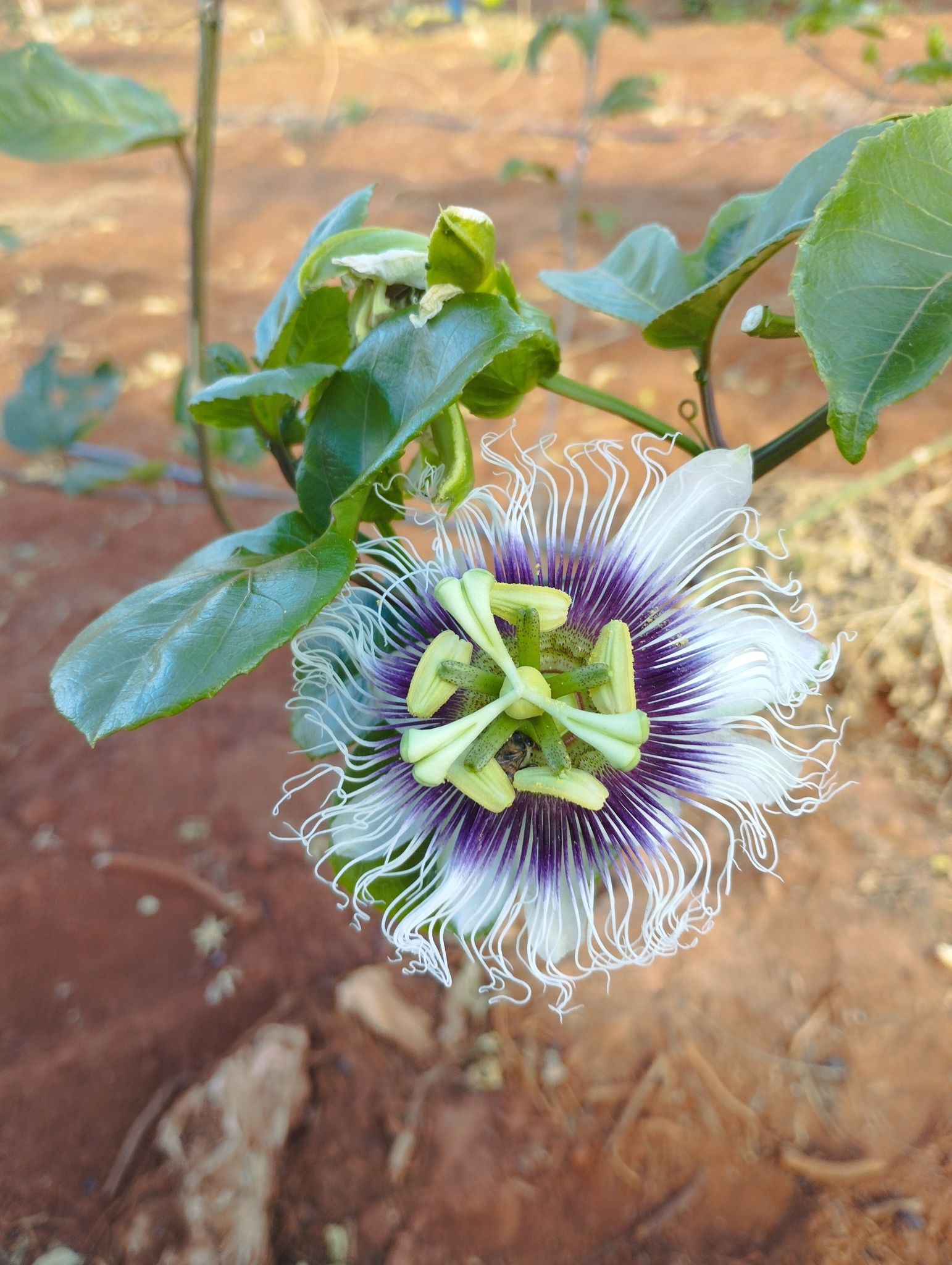 Passiflora edulis