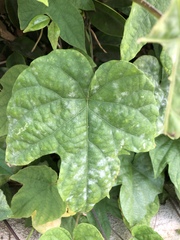 Pseudoidium ipomoeae