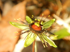 Passiflora itzensis
