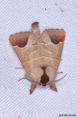 Clostera curtula