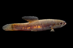 Erythrinus