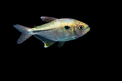 Characidae