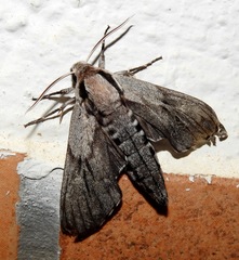 Sphinx maurorum