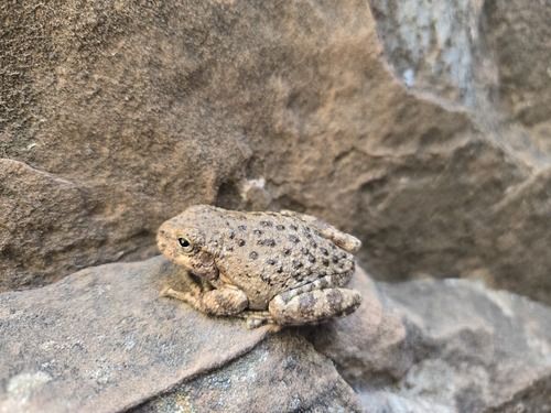 Canyon Tree Frog photographed in Utah