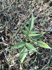 Ailanthus altissima