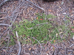 Coprosma neglecta