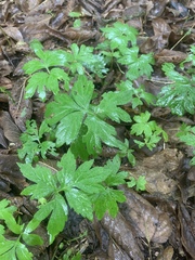 Hydrophyllum virginianum