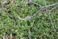Coprosma neglecta