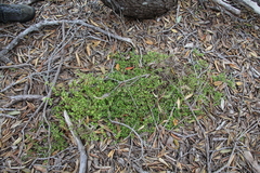 Coprosma neglecta