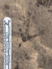 Cathartiformes