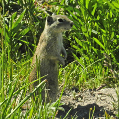 Urocitellus beldingi
