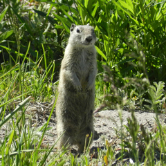 Urocitellus beldingi