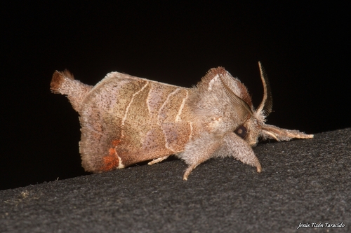 Small Chocolate-tip, photo 8 of 10