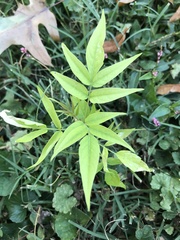 Ailanthus altissima