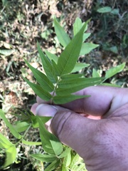 Ailanthus altissima