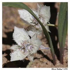 Calochortus westonii