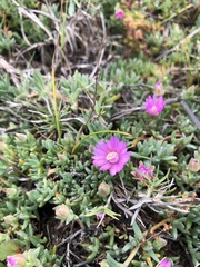 Lampranthus debilis