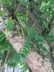 Pterocarya fraxinifolia