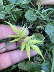 Ailanthus altissima